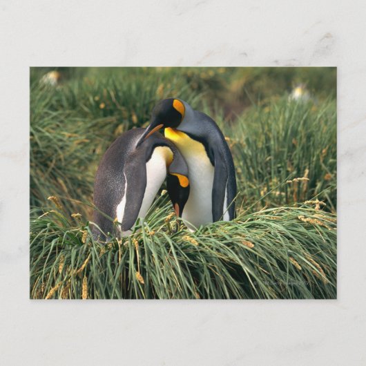 Pinguine Postkarte (Vorderseite)
