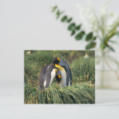 Pinguine Postkarte (Stehend Vorderseite)