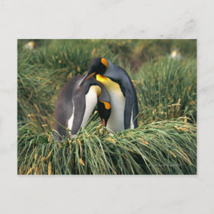 Pinguine Postkarte