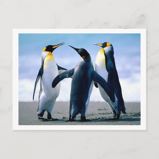 Pinguine Postkarte (Vorderseite)