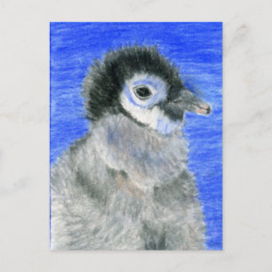 Pinguine Postkarte