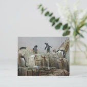 Pinguine Postkarte (Stehend Vorderseite)