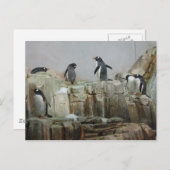 Pinguine Postkarte (Vorne/Hinten)