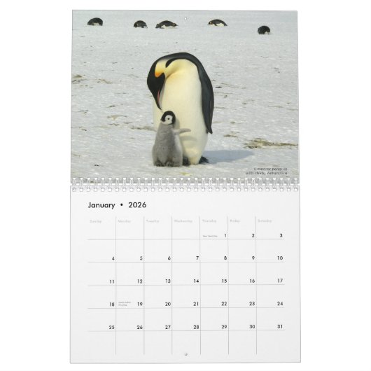 Pinguine sind Cool Calendar 2022 mit Beschreibunge Kalender (Jan 2026)