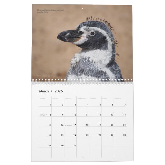 Pinguine sind Cool Calendar 2024 mit Beschreibunge Kalender (Mär 2026)