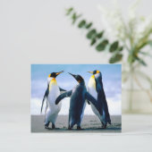 Pinguine spielen postkarte (Stehend Vorderseite)