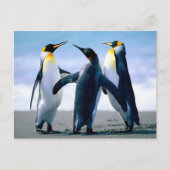 Pinguine spielen postkarte (Vorderseite)