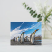Pinguine - Südgeorgien und Südsandwich-Inseln Postkarte (Stehend Vorderseite)