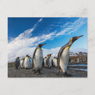 Pinguine - Südgeorgien und Südsandwich-Inseln Postkarte
