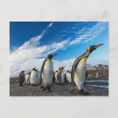 Pinguine - Südgeorgien und Südsandwich-Inseln Postkarte (Vorderseite)