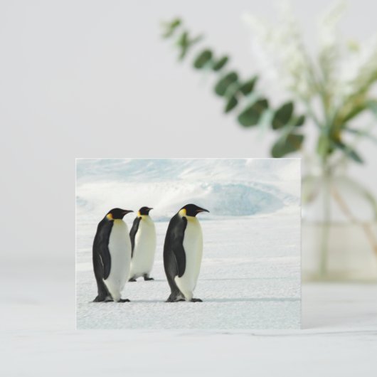 Pinguine Three Postkarte (Stehend Vorderseite)