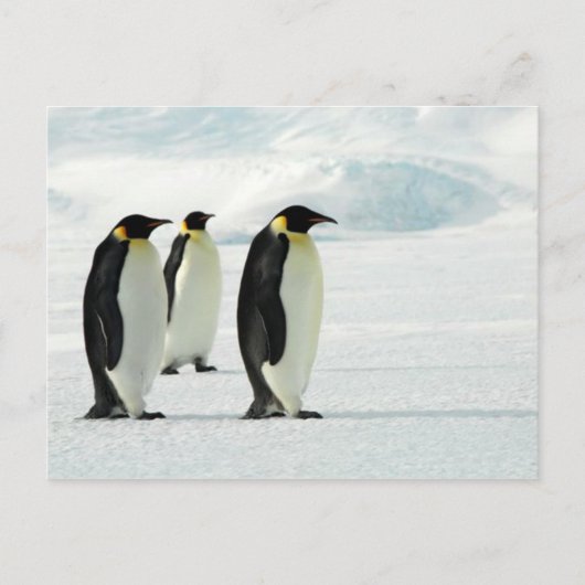 Pinguine Three Postkarte (Vorderseite)