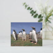 Pinguine treffen postkarte (Stehend Vorderseite)