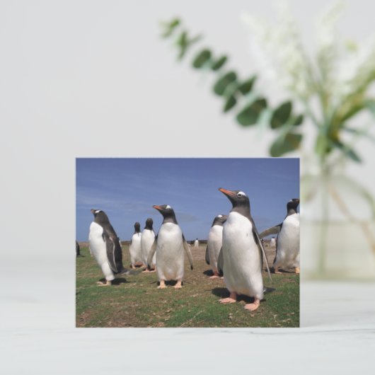 Pinguine treffen postkarte (Stehend Vorderseite)