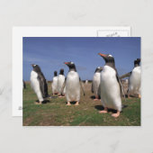 Pinguine treffen postkarte (Vorne/Hinten)