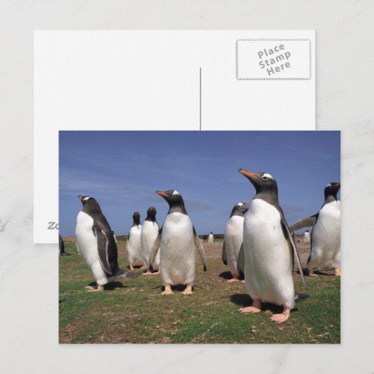 Pinguine treffen postkarte (Vorne/Hinten)