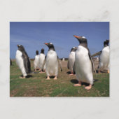 Pinguine treffen postkarte (Vorderseite)