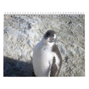 Pinguine von der Antarktis Kalender