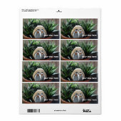 Pinguine Zeichnend Fotos (Vorne)