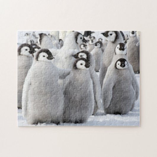Pinguinfreunde Puzzle (Horizontal)
