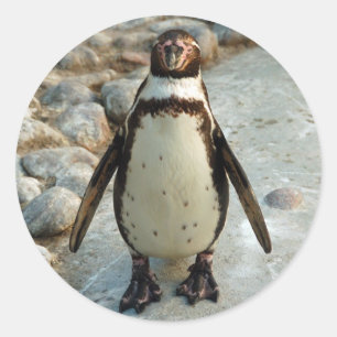 Pinguinkleber Runder Aufkleber