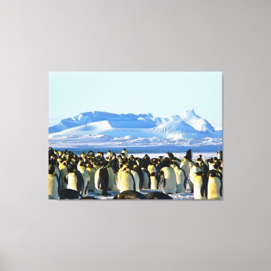 Pinguinkolonie auf Eis Leinwanddruck (Vorderseite)