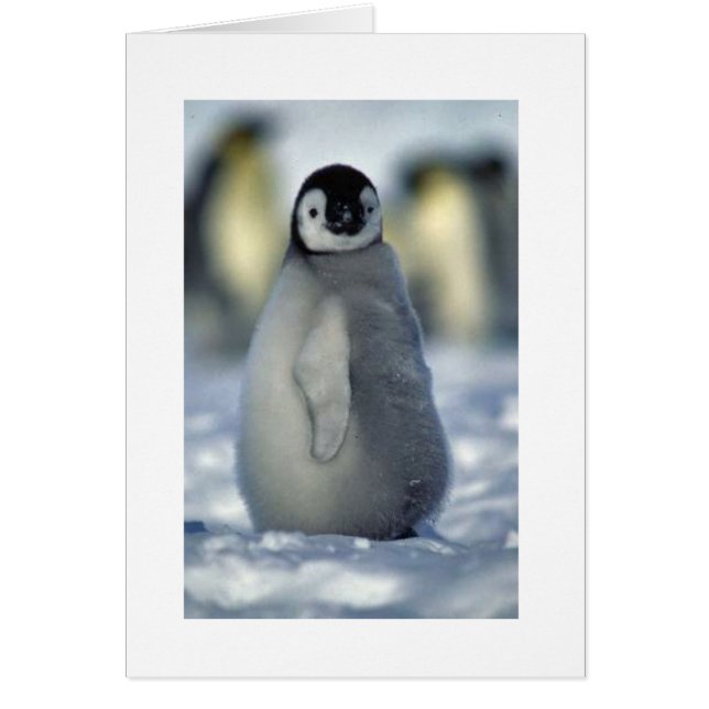 Pinguinküken (Vorne)