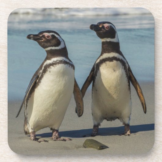 Pinguinpaare am Strand Getränkeuntersetzer (Vorderseite)