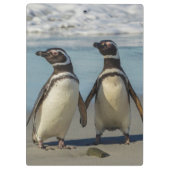 Pinguinpaare am Strand Klemmbrett (Rückseite)