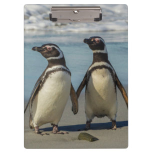 Pinguinpaare am Strand Klemmbrett
