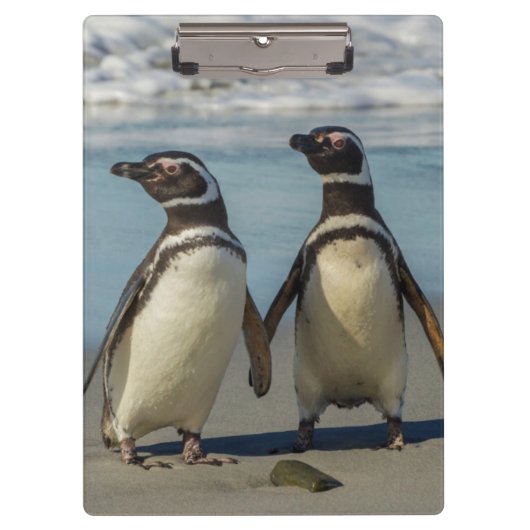 Pinguinpaare am Strand Klemmbrett (Vorderseite)
