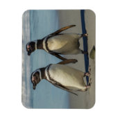 Pinguinpaare am Strand Magnet (Vertikal)
