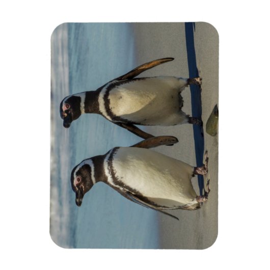Pinguinpaare am Strand Magnet (Vertikal)