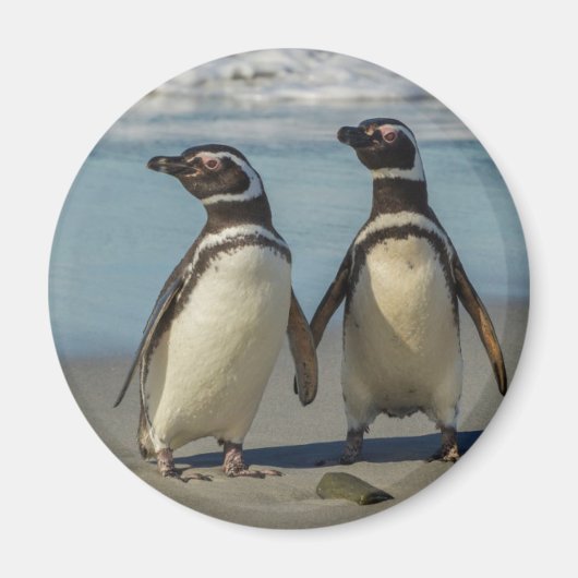 Pinguinpaare am Strand Magnet (Vorne)