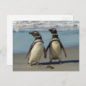 Pinguinpaare am Strand Postkarte (Vorne/Hinten)