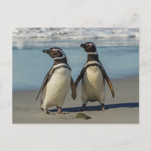 Pinguinpaare am Strand Postkarte (Vorderseite)