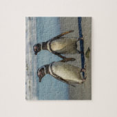Pinguinpaare am Strand Puzzle (Vertikal)