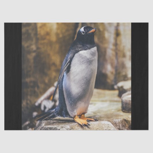 Pinguinpapier Seidenpapier (Vorderseite)