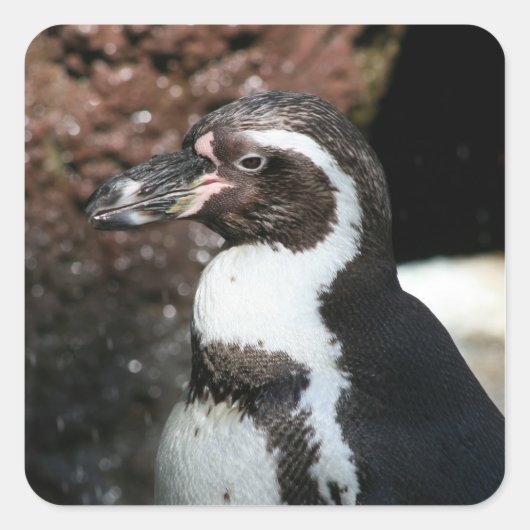 Pinguinsticker Quadratischer Aufkleber (Vorderseite)