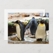 Pinguinvogel Postkarte (Vorne/Hinten)