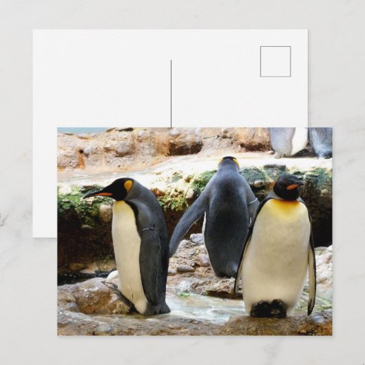 Pinguinvogel Postkarte (Vorne/Hinten)