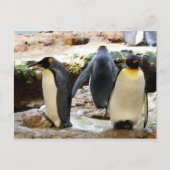 Pinguinvogel Postkarte (Vorderseite)