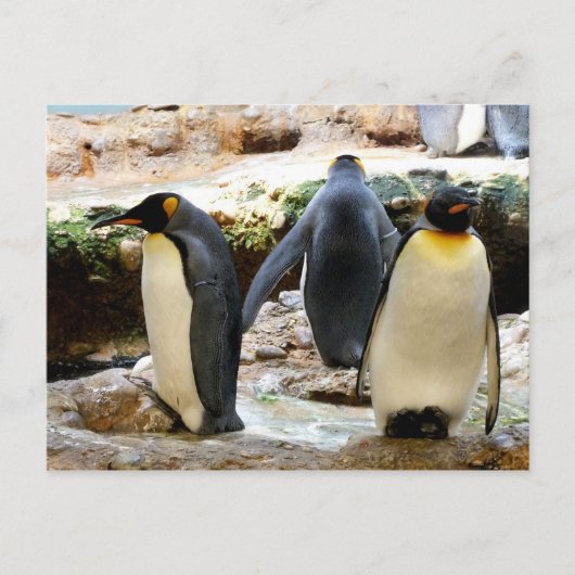 Pinguinvogel Postkarte (Vorderseite)