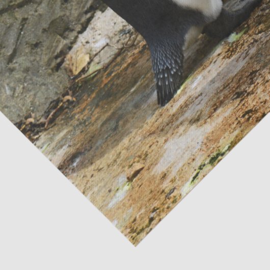 Pinguinzettel Seidenpapier (Detail)