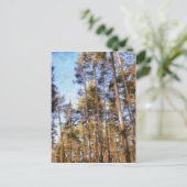 Pinie Postkarte (Stehend Vorderseite)