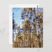 Pinie Postkarte (Vorne/Hinten)