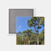 Pinienbäume im Herbst Himmel Magnet (Vorderseite/Rückseite)
