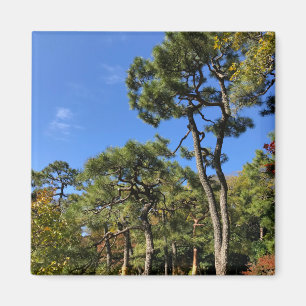 Pinienbäume im Herbst Himmel Magnet