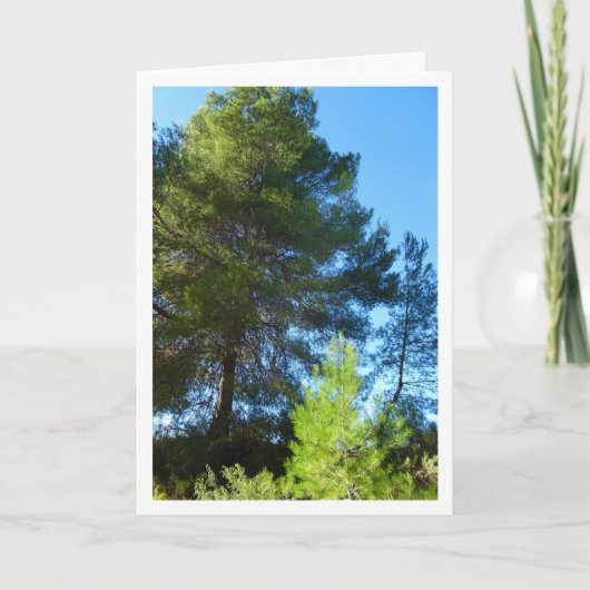 Pinienbäume im Wald Karte (Vorderseite)