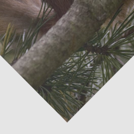 Pinienholzpapier Seidenpapier (Detail)